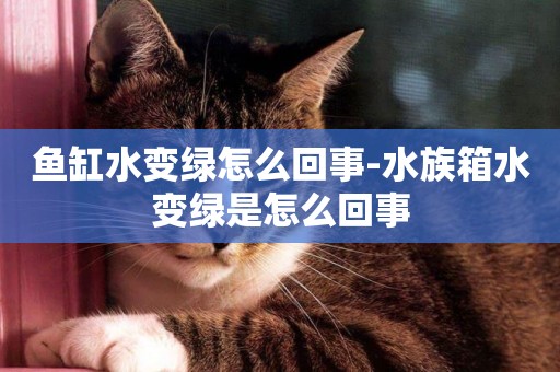 魚缸水變綠怎么回事-水族箱水變綠是怎么回事