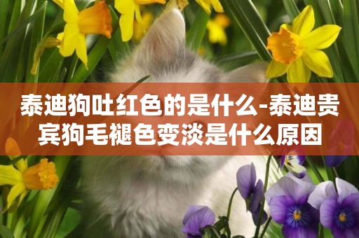泰迪狗吐紅色的是什么-泰迪貴賓狗毛褪色變淡是什么原因