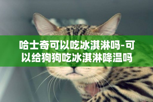 哈士奇可以吃冰淇淋嗎-可以給狗狗吃冰淇淋降溫嗎