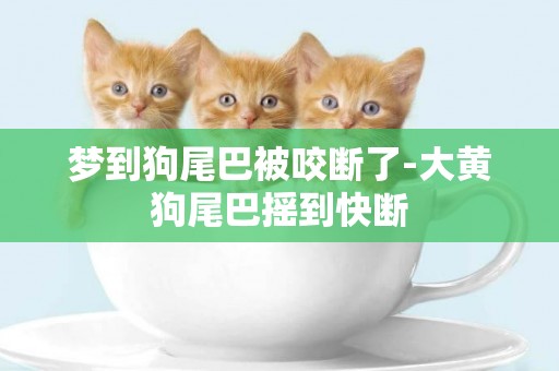 夢到狗尾巴被咬斷了-大黃狗尾巴搖到快斷