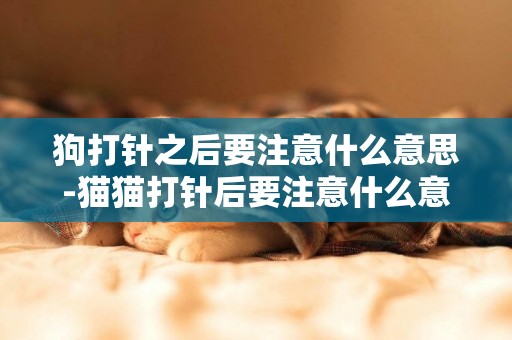 狗打針之后要注意什么意思-貓貓打針后要注意什么意思