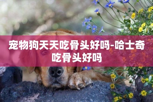 寵物狗天天吃骨頭好嗎-哈士奇吃骨頭好嗎