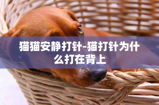 貓貓安靜打針-貓打針為什么打在背上