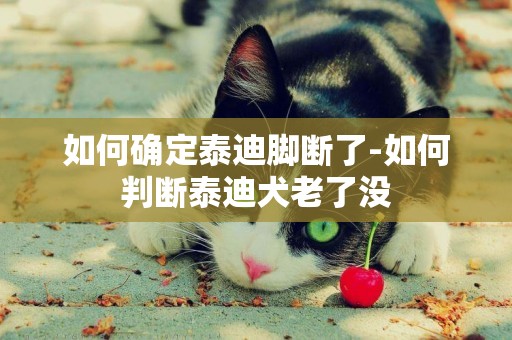 如何確定泰迪腳斷了-如何判斷泰迪犬老了沒