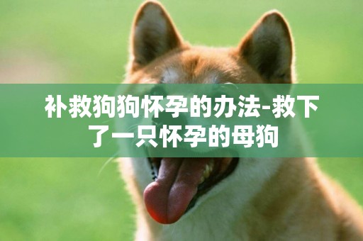 補救狗狗懷孕的辦法-救下了一只懷孕的母狗