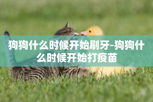 狗狗什么時候開始刷牙-狗狗什么時候開始打疫苗