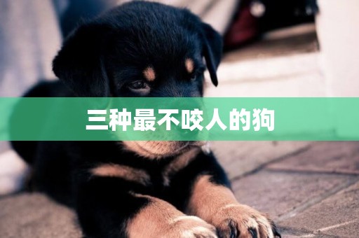 三種最不咬人的狗