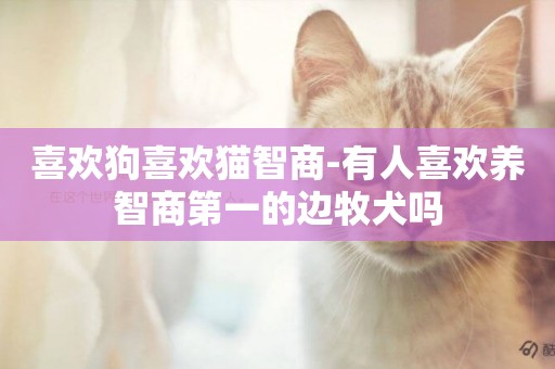 喜歡狗喜歡貓智商-有人喜歡養智商第一的邊牧犬嗎