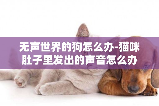 無聲世界的狗怎么辦-貓咪肚子里發出的聲音怎么辦