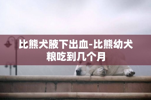 比熊犬腋下出血-比熊幼犬糧吃到幾個月
