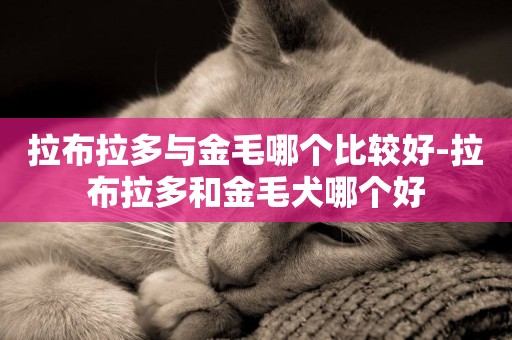 拉布拉多與金毛哪個比較好-拉布拉多和金毛犬哪個好