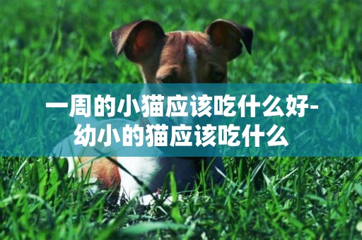 一周的小貓應該吃什么好-幼小的貓應該吃什么
