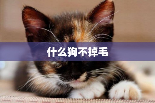什么狗不掉毛
