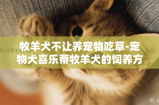 牧羊犬不讓養寵物吃草-寵物犬喜樂蒂牧羊犬的飼養方式