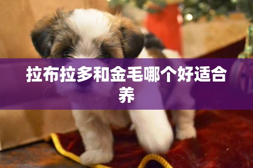 拉布拉多和金毛哪個好適合養