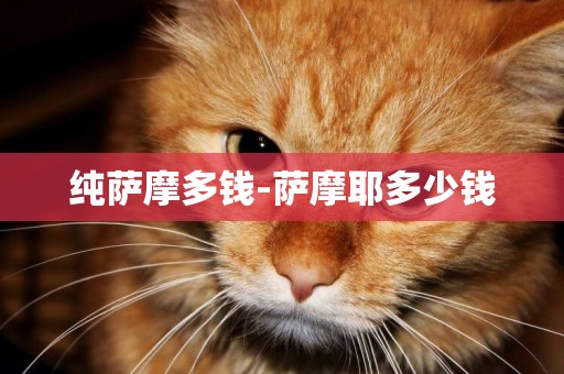 純薩摩多錢-薩摩耶多少錢