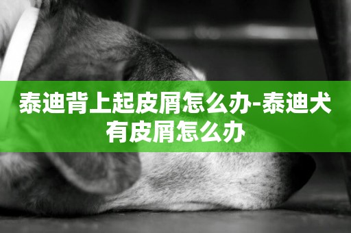 泰迪背上起皮屑怎么辦-泰迪犬有皮屑怎么辦