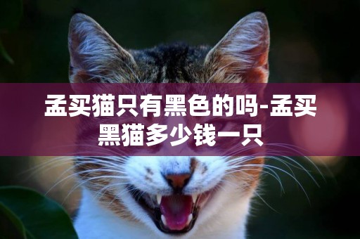 孟買貓只有黑色的嗎-孟買黑貓多少錢一只
