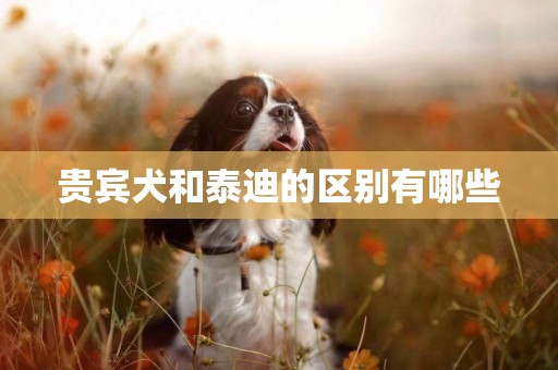 貴賓犬和泰迪的區別有哪些
