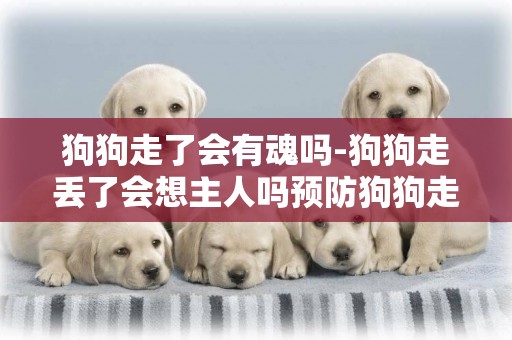 狗狗走了會有魂嗎-狗狗走丟了會想主人嗎預防狗狗走丟的措施有哪些