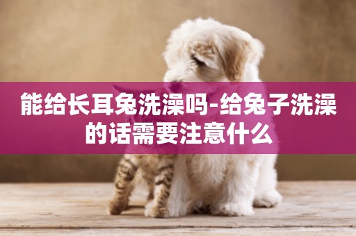 能給長耳兔洗澡嗎-給兔子洗澡的話需要注意什么