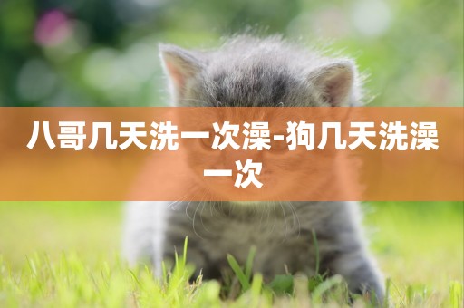 八哥幾天洗一次澡-狗幾天洗澡一次