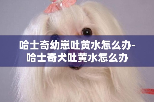 哈士奇幼崽吐黃水怎么辦-哈士奇犬吐黃水怎么辦