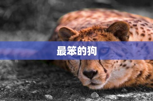 最笨的狗