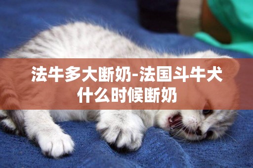 法牛多大斷奶-法國斗牛犬什么時候斷奶