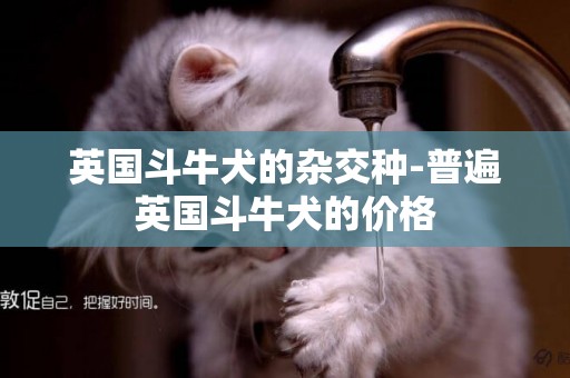 英國斗牛犬的雜交種-普遍英國斗牛犬的價格