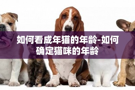 如何看成年貓的年齡-如何確定貓咪的年齡