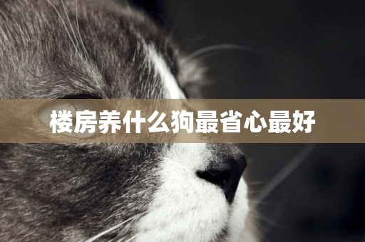 樓房養什么狗最省心最好