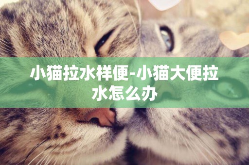 小貓拉水樣便-小貓大便拉水怎么辦