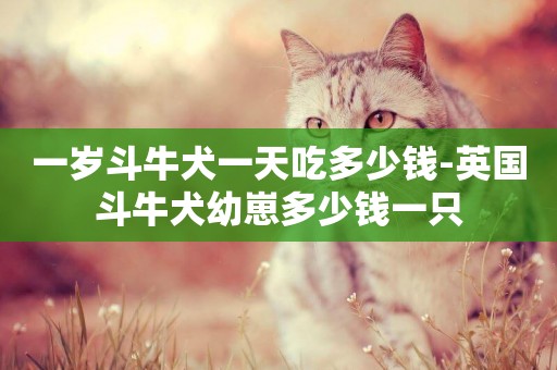 一歲斗牛犬一天吃多少錢-英國斗牛犬幼崽多少錢一只