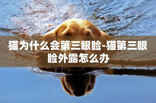 貓為什么會第三眼瞼-貓第三眼瞼外露怎么辦