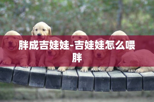 胖成吉娃娃-吉娃娃怎么喂胖