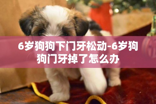 6歲狗狗下門牙松動-6歲狗狗門牙掉了怎么辦