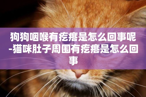 狗狗咽喉有疙瘩是怎么回事呢-貓咪肚子周圍有疙瘩是怎么回事