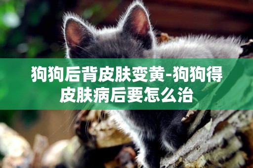狗狗后背皮膚變黃-狗狗得皮膚病后要怎么治