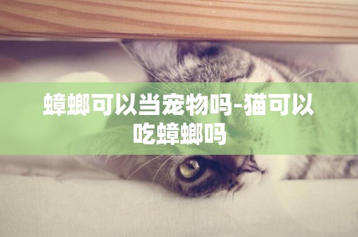 蟑螂可以當寵物嗎-貓可以吃蟑螂嗎