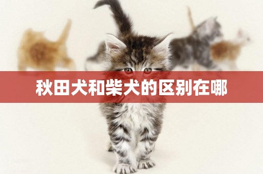秋田犬和柴犬的區別在哪