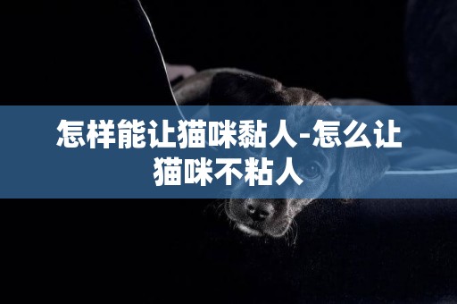 怎樣能讓貓咪黏人-怎么讓貓咪不粘人