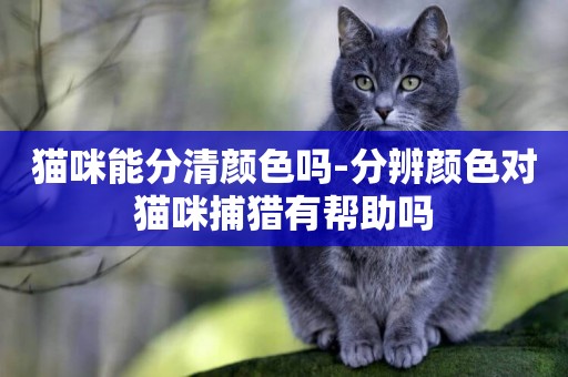 貓咪能分清顏色嗎-分辨顏色對貓咪捕獵有幫助嗎