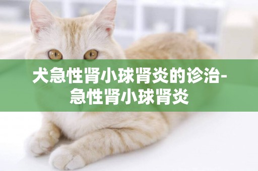 犬急性腎小球腎炎的診治-急性腎小球腎炎