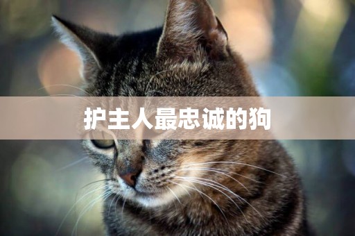 護主人最忠誠的狗