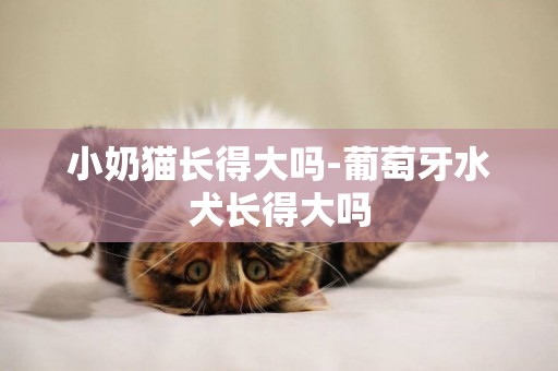 小奶貓長得大嗎-葡萄牙水犬長得大嗎