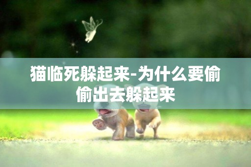 貓臨死躲起來-為什么要偷偷出去躲起來