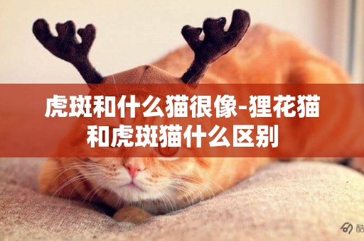 虎斑和什么貓很像-貍花貓和虎斑貓什么區別