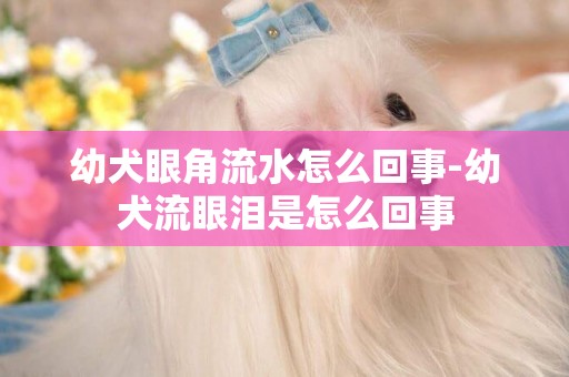 幼犬眼角流水怎么回事-幼犬流眼淚是怎么回事