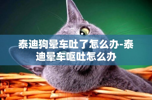 泰迪狗暈車吐了怎么辦-泰迪暈車嘔吐怎么辦